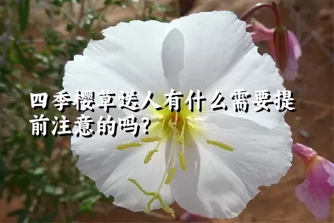 四季樱草送人有什么需要提前注意的吗？