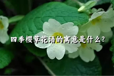 四季樱草花语的寓意是什么？