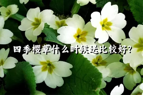 四季樱草什么时候送比较好？