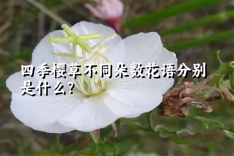 四季樱草不同朵数花语分别是什么？