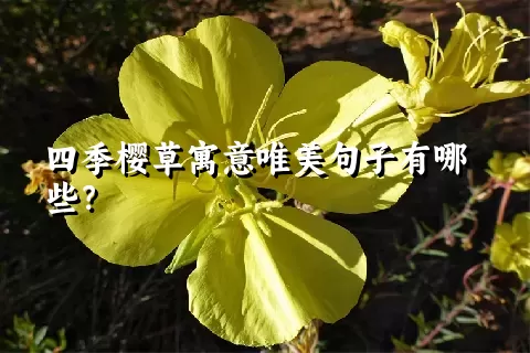 四季樱草寓意唯美句子有哪些？