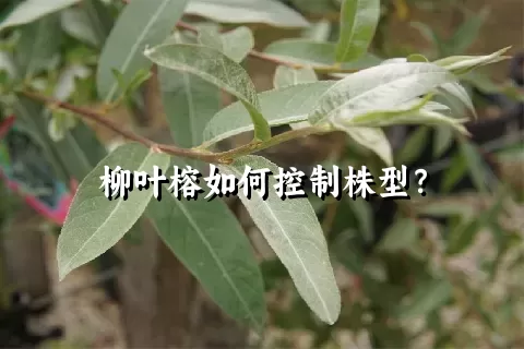 柳叶榕如何控制株型？