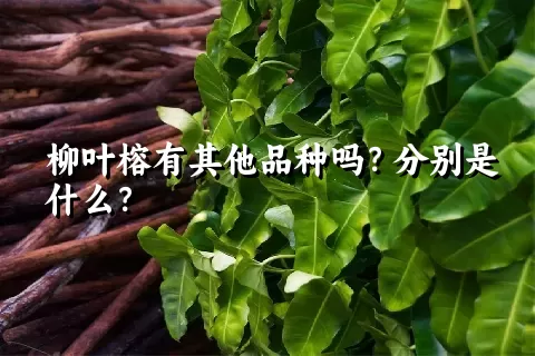 柳叶榕有其他品种吗？分别是什么？