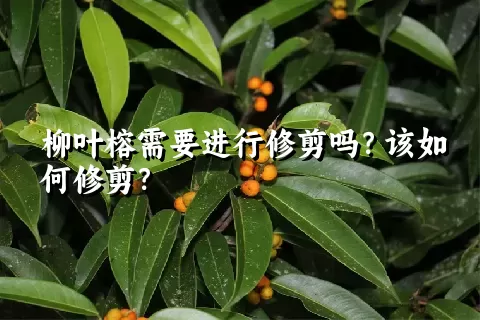 柳叶榕需要进行修剪吗？该如何修剪？