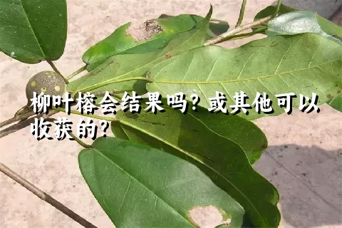 柳叶榕会结果吗？或其他可以收获的？
