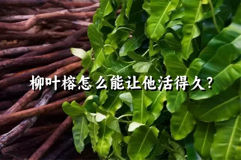柳叶榕怎么能让他活得久？