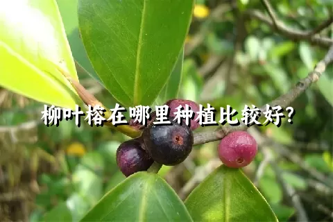 柳叶榕在哪里种植比较好？