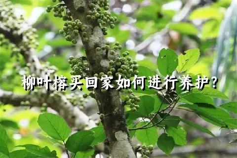 柳叶榕买回家如何进行养护？