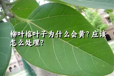 柳叶榕叶子为什么会黄？应该怎么处理？