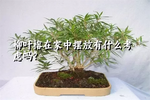 柳叶榕在家中摆放有什么考虑吗？