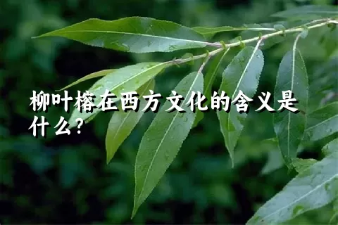 柳叶榕在西方文化的含义是什么？