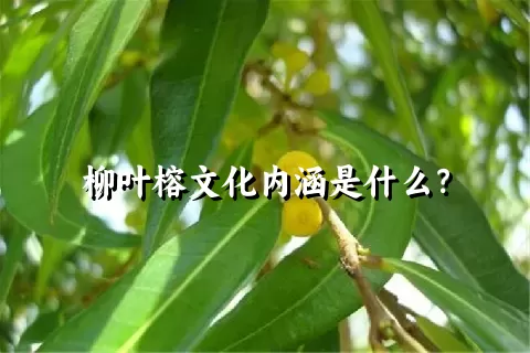柳叶榕文化内涵是什么？