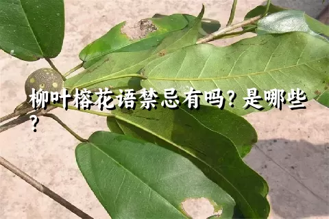 柳叶榕花语禁忌有吗？是哪些？