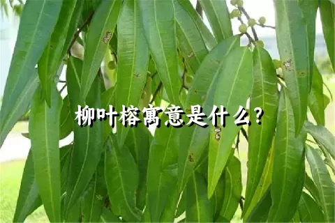 柳叶榕寓意是什么？