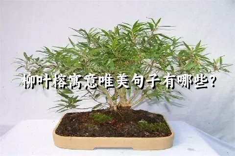 柳叶榕寓意唯美句子有哪些？