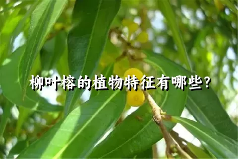 柳叶榕的植物特征有哪些？