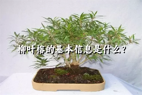 柳叶榕的基本信息是什么？