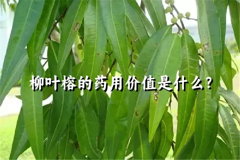 柳叶榕的药用价值是什么？