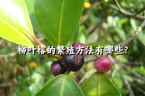 柳叶榕的繁殖方法有哪些？