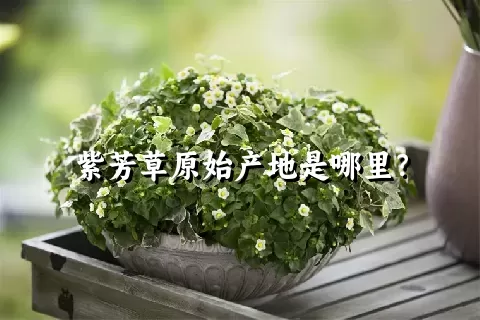 紫芳草原始产地是哪里？