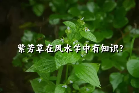 紫芳草在风水学中有知识？