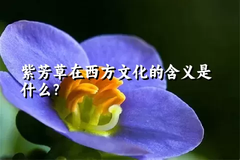 紫芳草在西方文化的含义是什么？