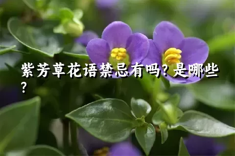 紫芳草花语禁忌有吗？是哪些？