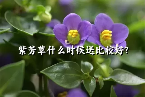紫芳草什么时候送比较好？