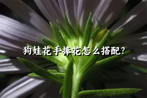 狗娃花手捧花怎么搭配？