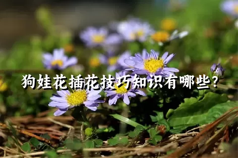 狗娃花插花技巧知识有哪些？