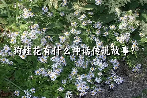 狗娃花有什么神话传说故事？