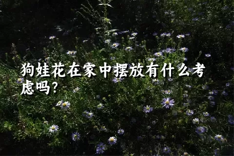 狗娃花在家中摆放有什么考虑吗？