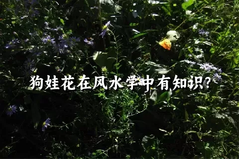 狗娃花在风水学中有知识？