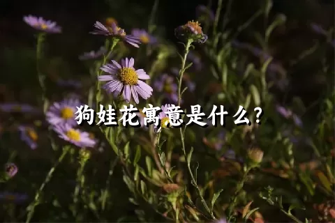 狗娃花寓意是什么？