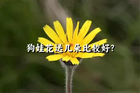狗娃花送几朵比较好？