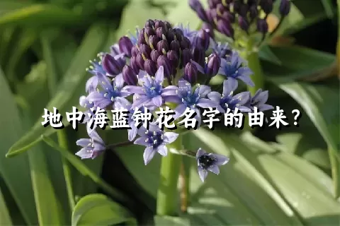 地中海蓝钟花名字的由来？