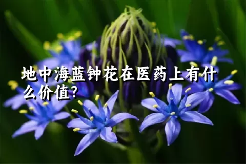 地中海蓝钟花在医药上有什么价值？