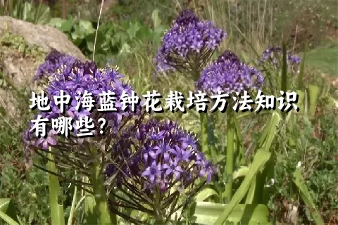 地中海蓝钟花栽培方法知识有哪些？