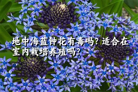 地中海蓝钟花有毒吗？适合在室内栽培养殖吗？