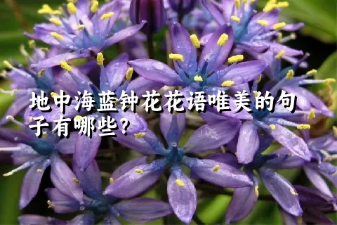 地中海蓝钟花花语唯美的句子有哪些？