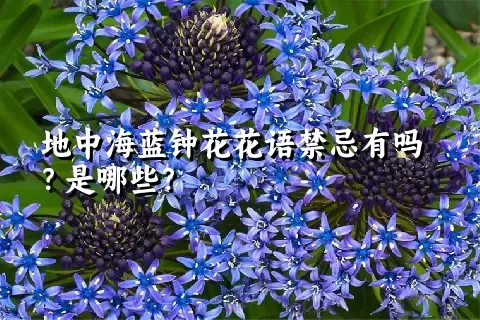 地中海蓝钟花花语禁忌有吗？是哪些？