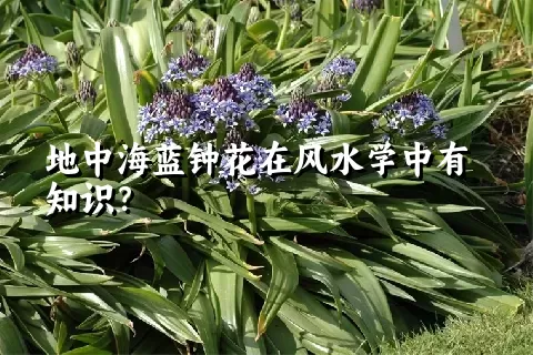 地中海蓝钟花在风水学中有知识？