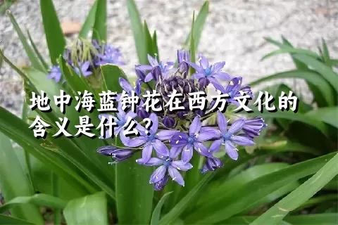 地中海蓝钟花在西方文化的含义是什么？