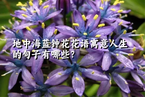 地中海蓝钟花花语寓意人生的句子有哪些？