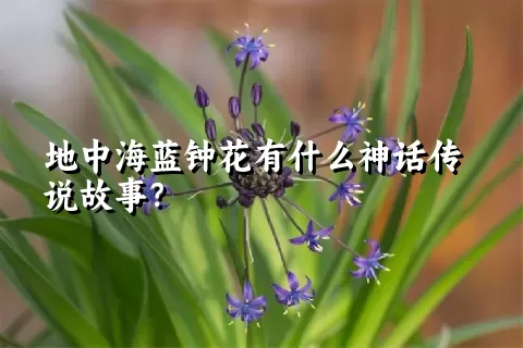 地中海蓝钟花有什么神话传说故事？