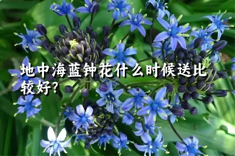 地中海蓝钟花什么时候送比较好？