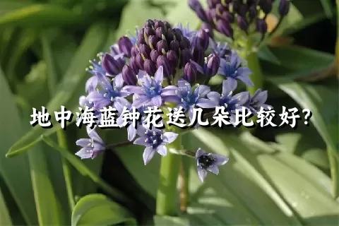 地中海蓝钟花送几朵比较好？