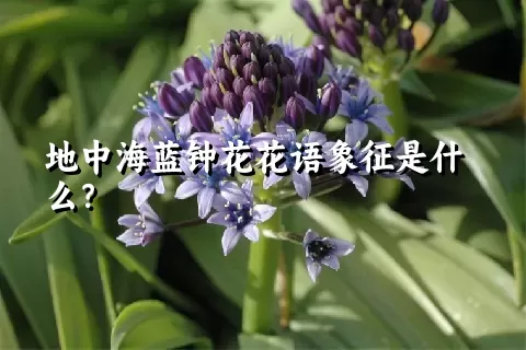 地中海蓝钟花花语象征是什么？