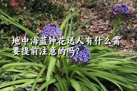 地中海蓝钟花送人有什么需要提前注意的吗？