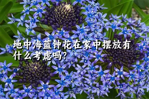 地中海蓝钟花在家中摆放有什么考虑吗？